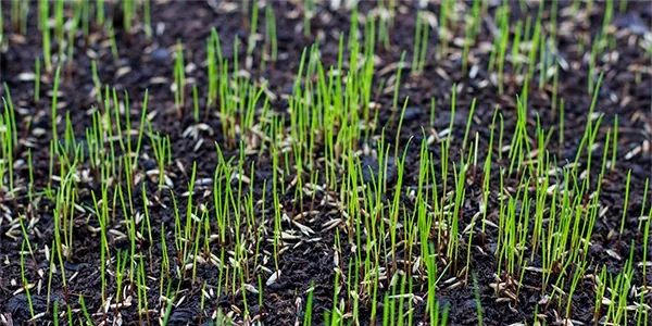 seeding